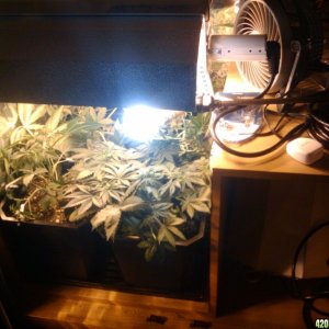 zill hawg kush grow