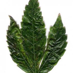 cannabis leaf front