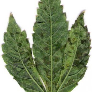 cannabis leaf back