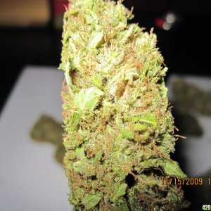 fruity bud