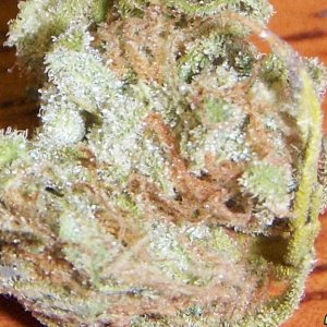 COTTON CANDY KUSH!