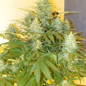 Jack Herer