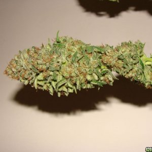 Jack Herer