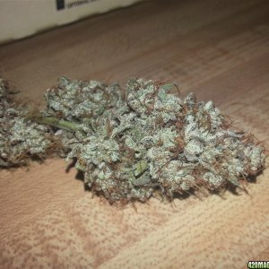 Gorilla Dawg