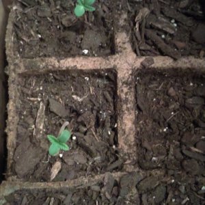 Seedling