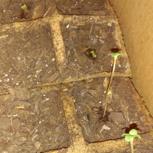 Seedlings