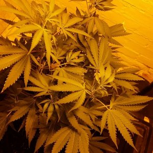 AK47 in flower, clones taken