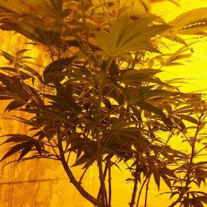 AK47 in flower, clones taken