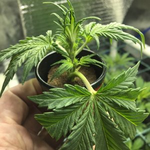 White Widow auto topping clone attempt