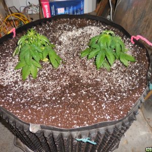 transplanting_the_Double_Berry_s_003