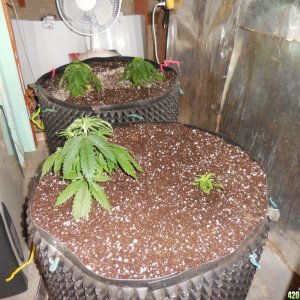 transplanting_the_Double_Berry_s_010