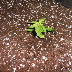 transplanting_the_Double_Berry_s_012