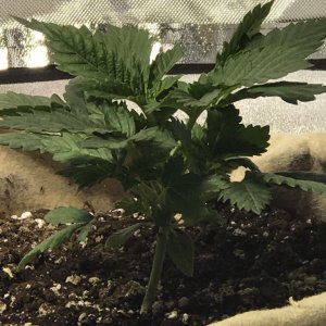 3 weeks white widow feminized