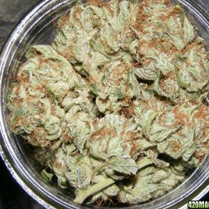 Dr. Atomic BBJ patient's pint jar of bud