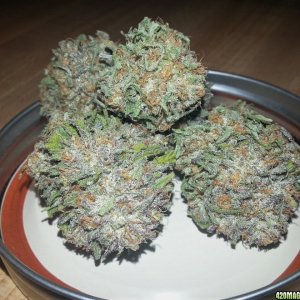 Humboldt Seeds - Bubba's Gift