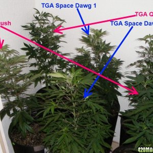 TGA SpaceDawg & TGA Querkle