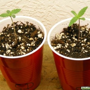 TGA SpaceDawg seedlings