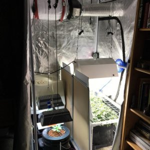 Galaxy Grow Tent