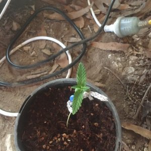 my first grow tent grow-