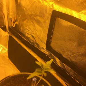 my first grow tent grow-