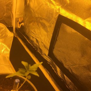 my first grow tent grow-