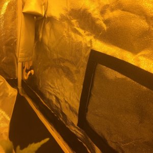 my first grow tent grow-