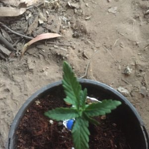 my first grow tent grow-