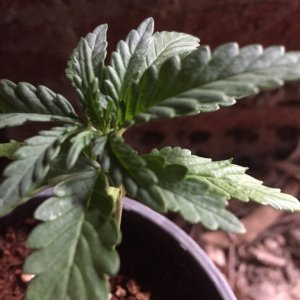 my first grow tent grow-