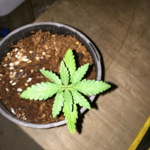 updated grow progress 31/1 Random auto seed and AK auto