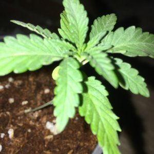 updated grow progress 31/1 Random auto seed and AK auto