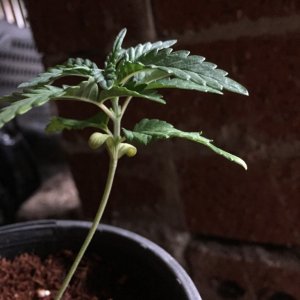 updated grow progress 31/1 Random auto seed and AK auto