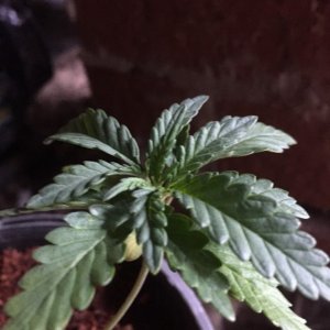 updated grow progress 31/1 Random auto seed an auto