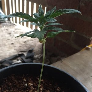 updated grow progress 31/1 Random auto seed 31 days from seed