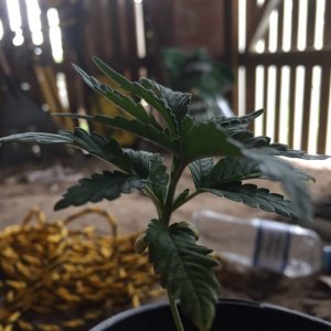 updated grow progress 31/1 Random auto seed 31 days from seed