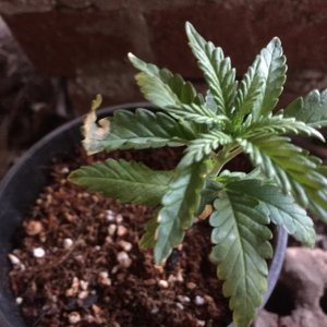 updated grow progress 31/1 Random Auto seed 31 days from seed