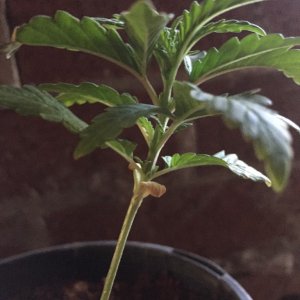 updated grow progress 31/1 Random auto seed and AK auto