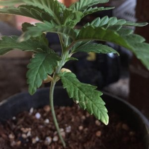 updated grow progress 31/1 Random auto seed and AK auto