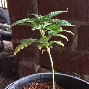 updated grow progress 31/1 Random auto seed and AK auto