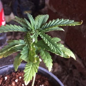 updated grow progress 31/1 Random auto seed and AK auto