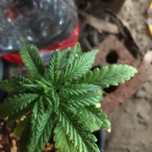 updated grow progress 31/1 Random auto seed and AK auto