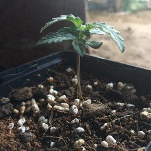 updated grow progress 31/1 Random auto seed and AK auto