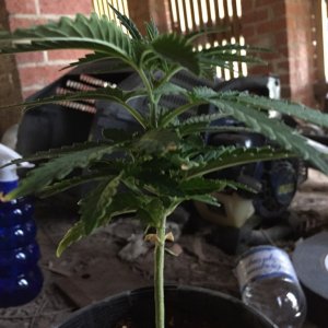 updated grow progress 31/1 Random auto seed 31 days from seed