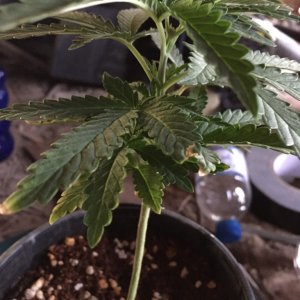 updated grow progress 31/1 Random auto seed 31 days from seed