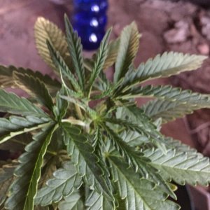 updated grow progress 31/1 Random auto seed 31 days from seed