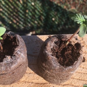 Auto Purple Haze Seedlings