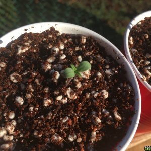 Auto Purple Haze Seedlings