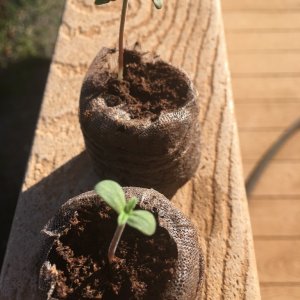 Auto Purple Haze Seedlings