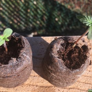 Auto Purple Haze Seedlings