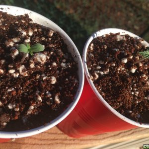 Auto Purple Haze Seedlings