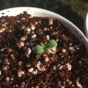 Auto Purple Haze Seedlings